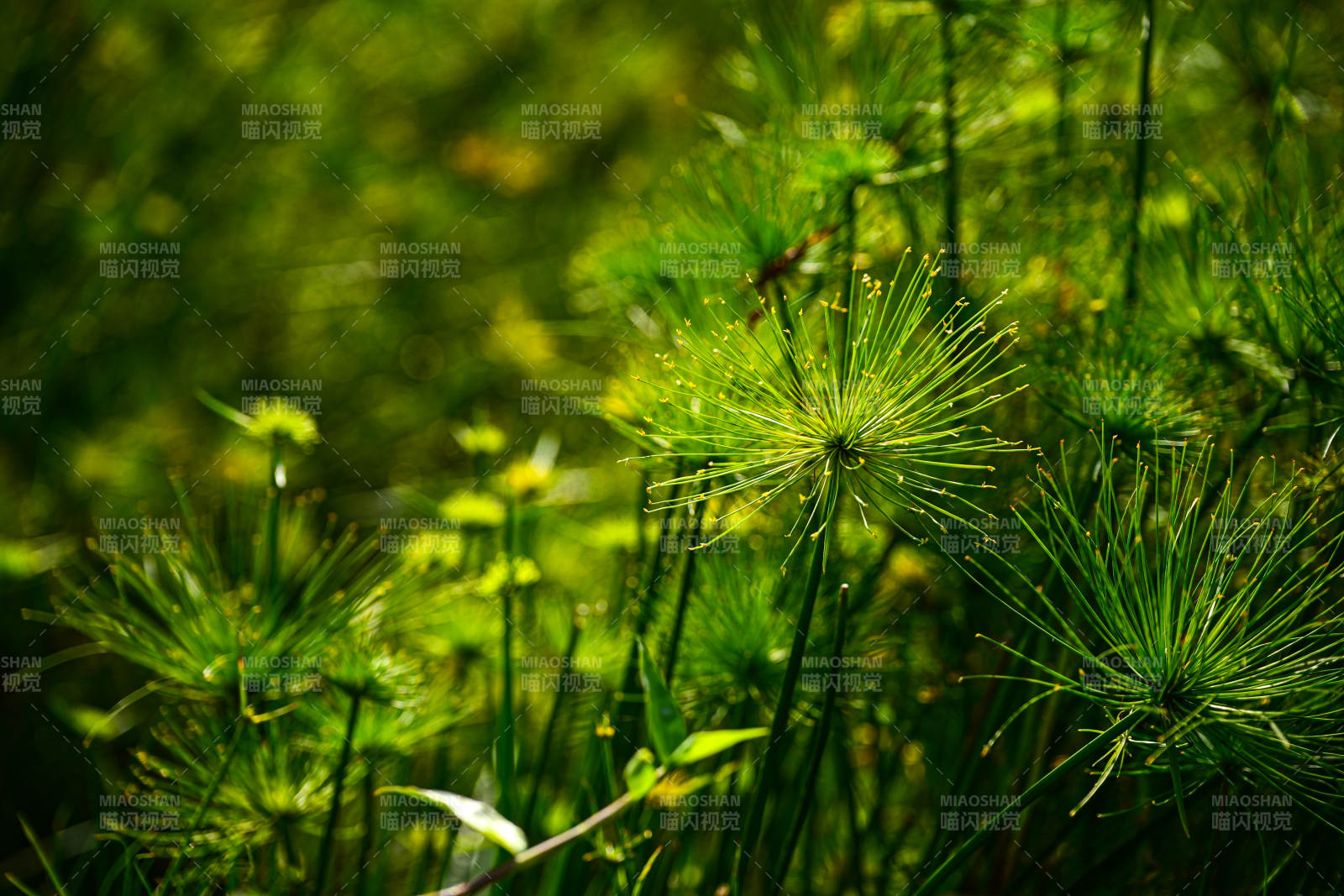 绿意盎然的草丛图片