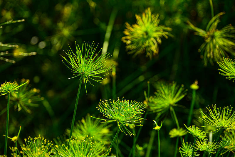 绿草丛中花绽放图片