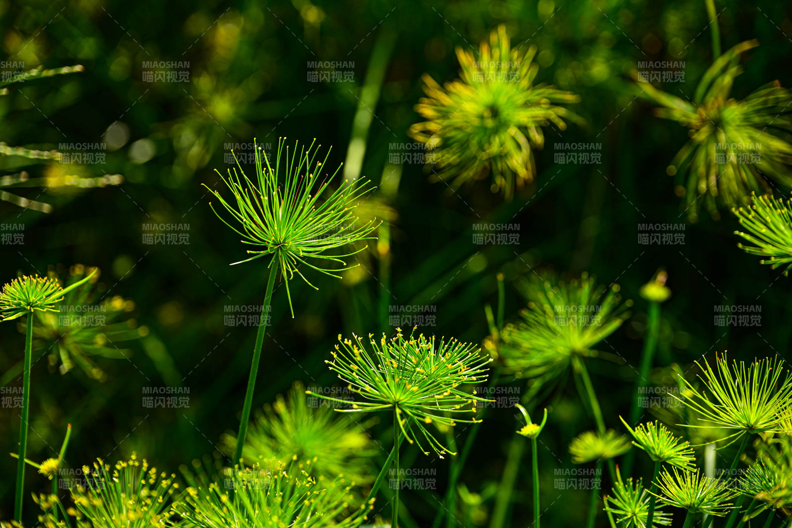 绿草丛中花绽放图片