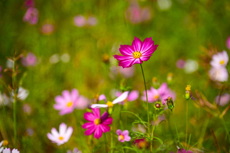 花海中格桑花绽放特写图片
