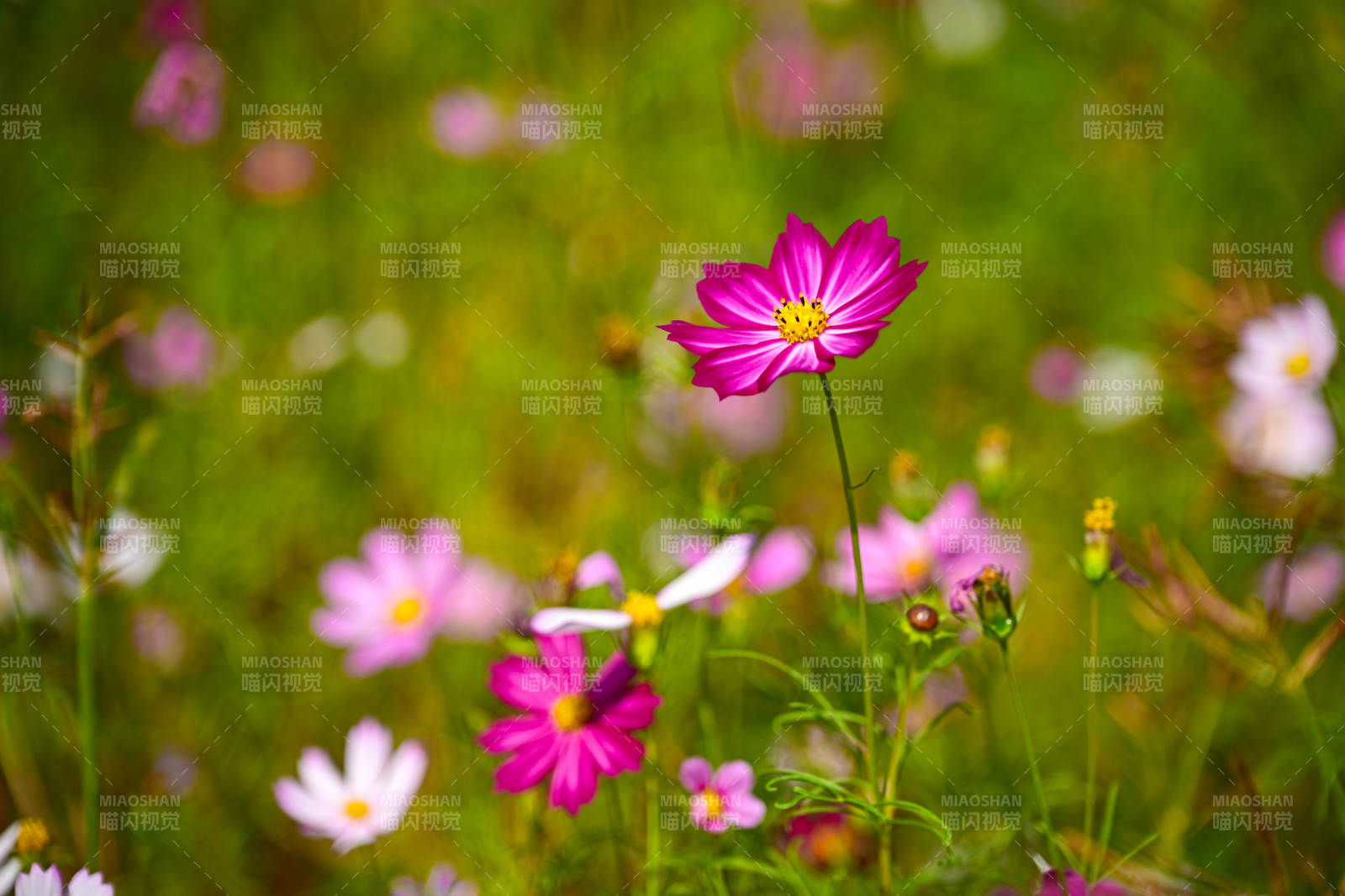 花海中格桑花绽放特写图片