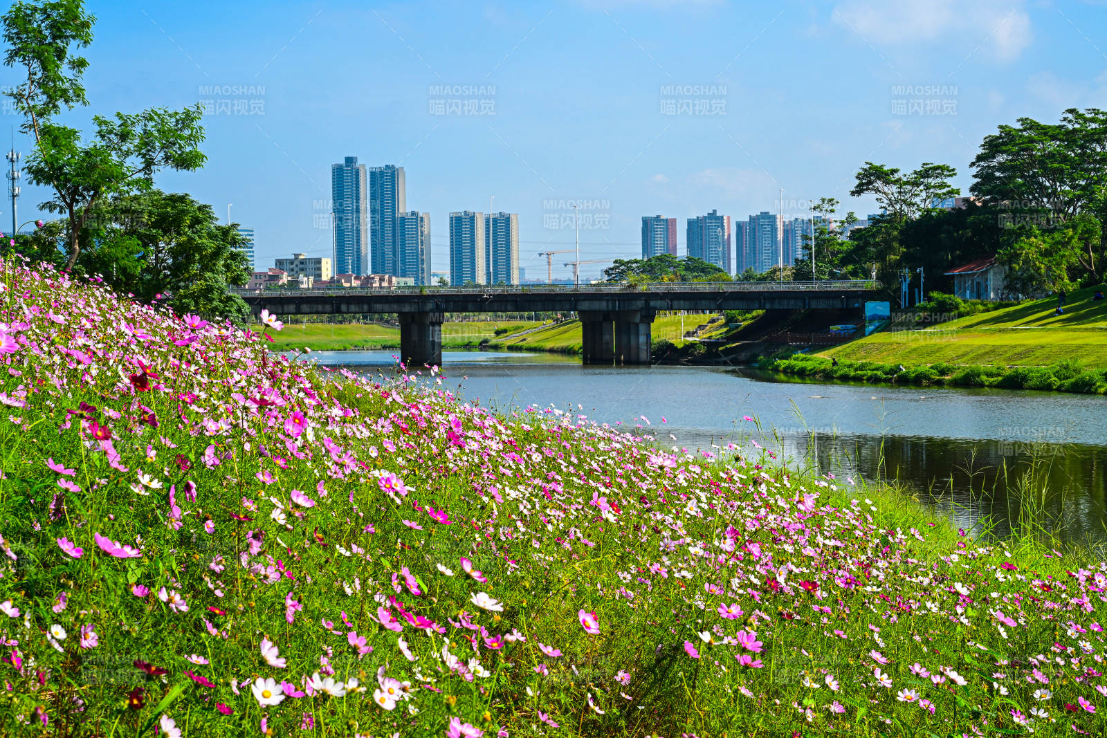深圳坪山河公园蓝天白云下的河畔景观图片