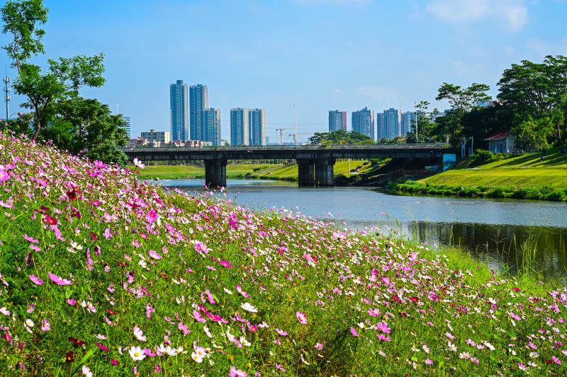 深圳坪山河公园蓝天白云下的河畔景观图片