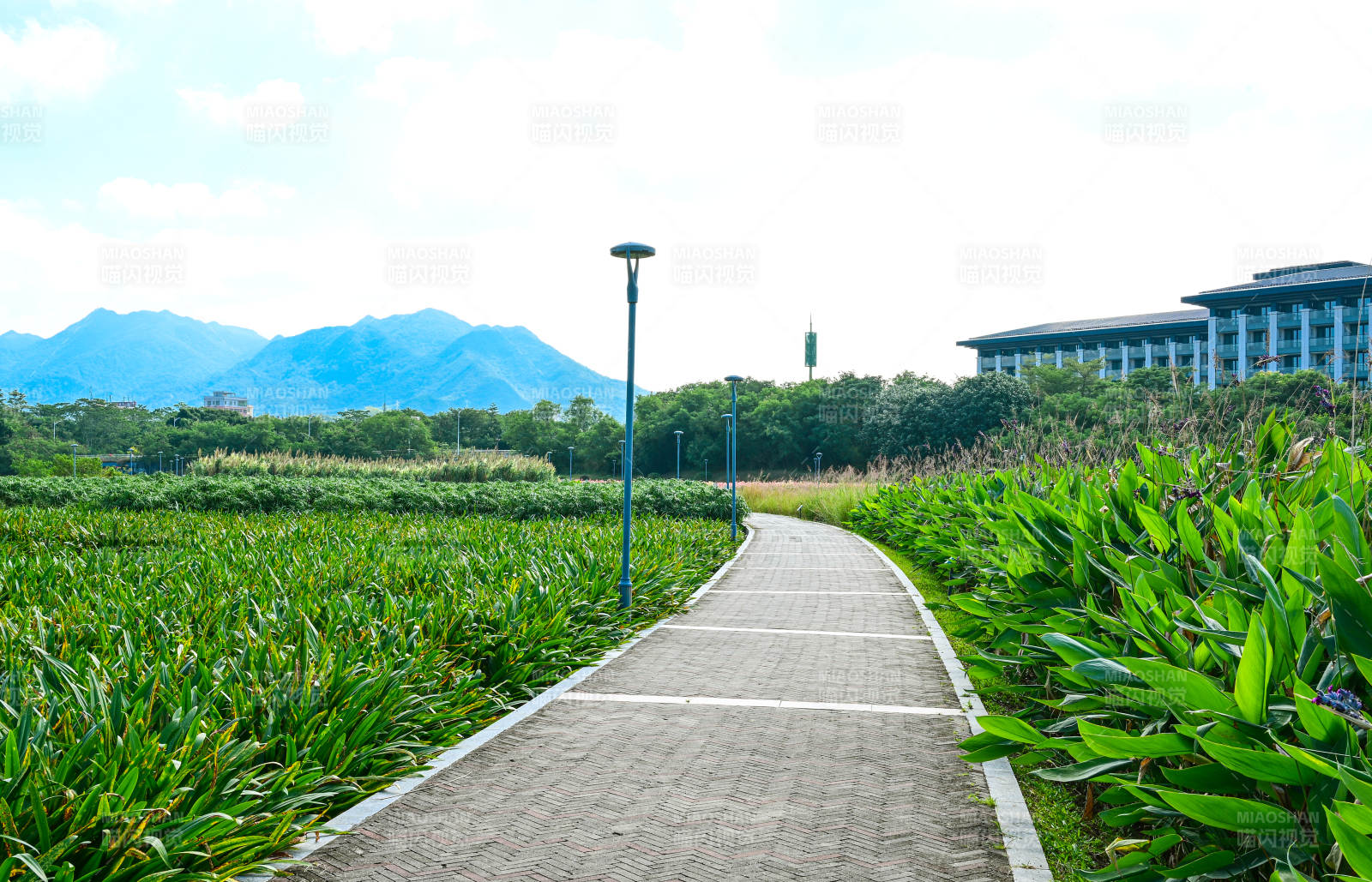 蓝天白云下的深圳坪山河公园绿道景观图片