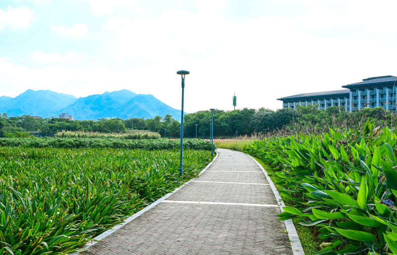 蓝天白云下的深圳坪山河公园绿道景观图片