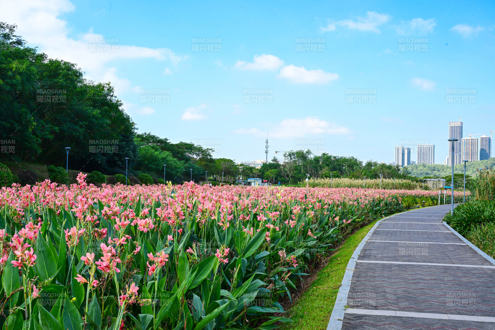 蓝天白云下的深圳坪山河公园花海步道图片