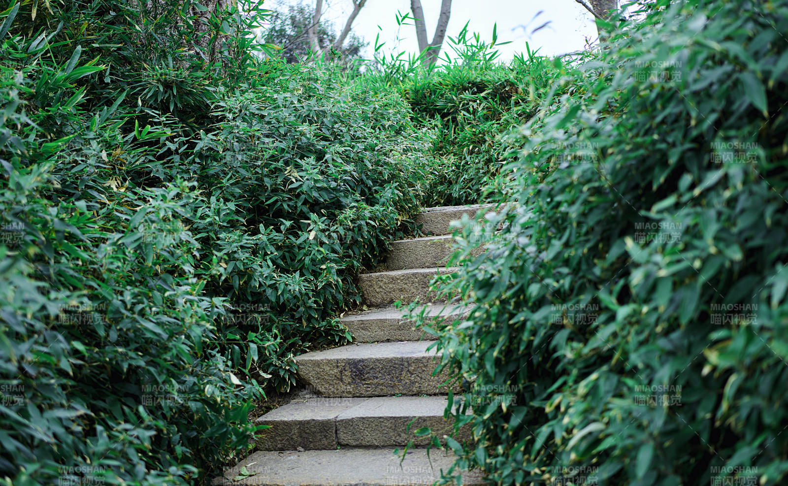 拙政园绿意盎然的石阶小径图片