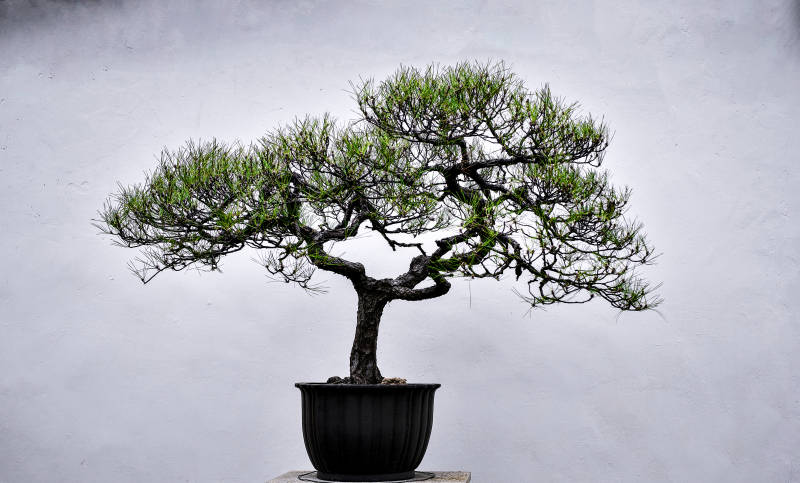 盆景艺术之美图片