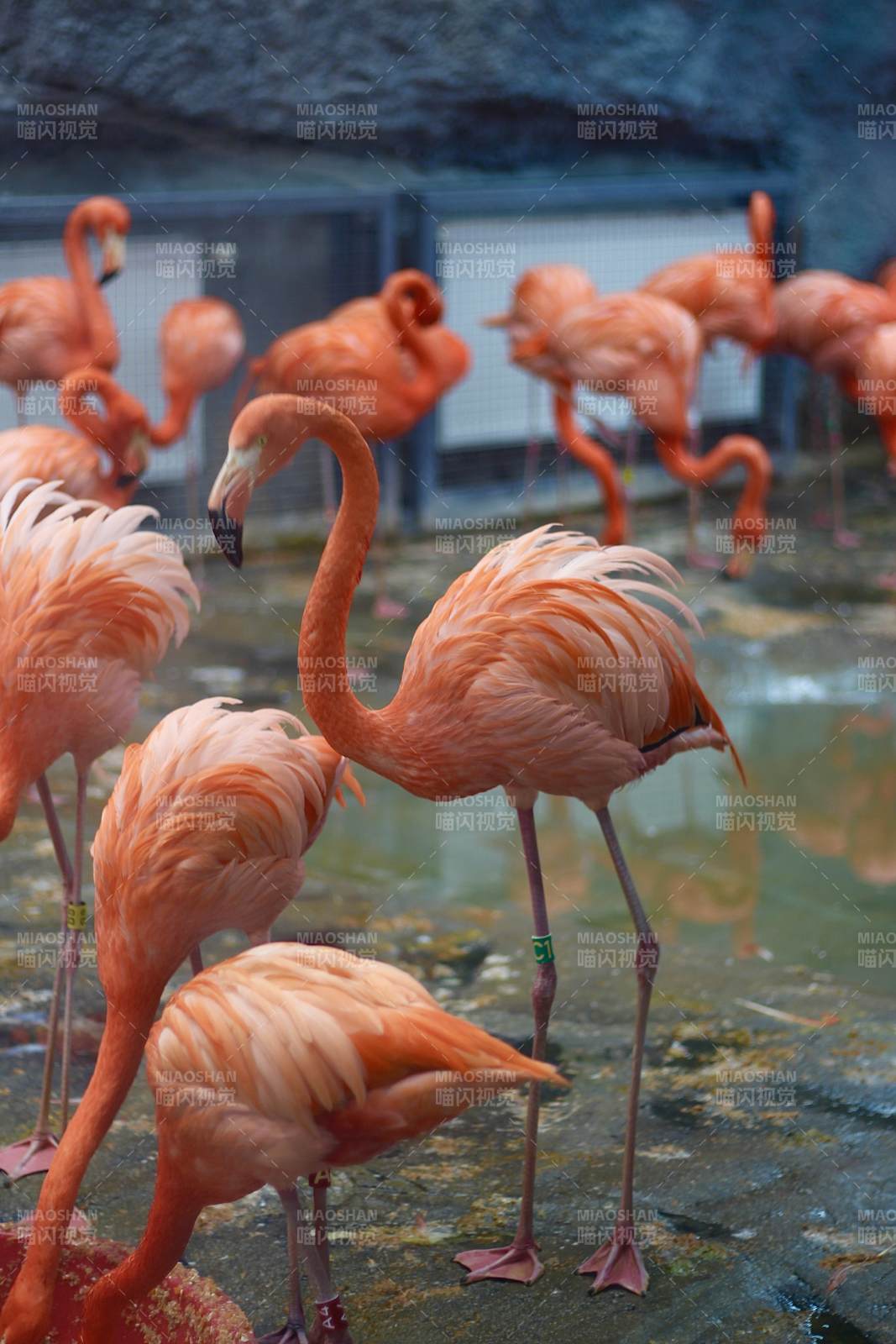 粉红火烈鸟群栖息图片