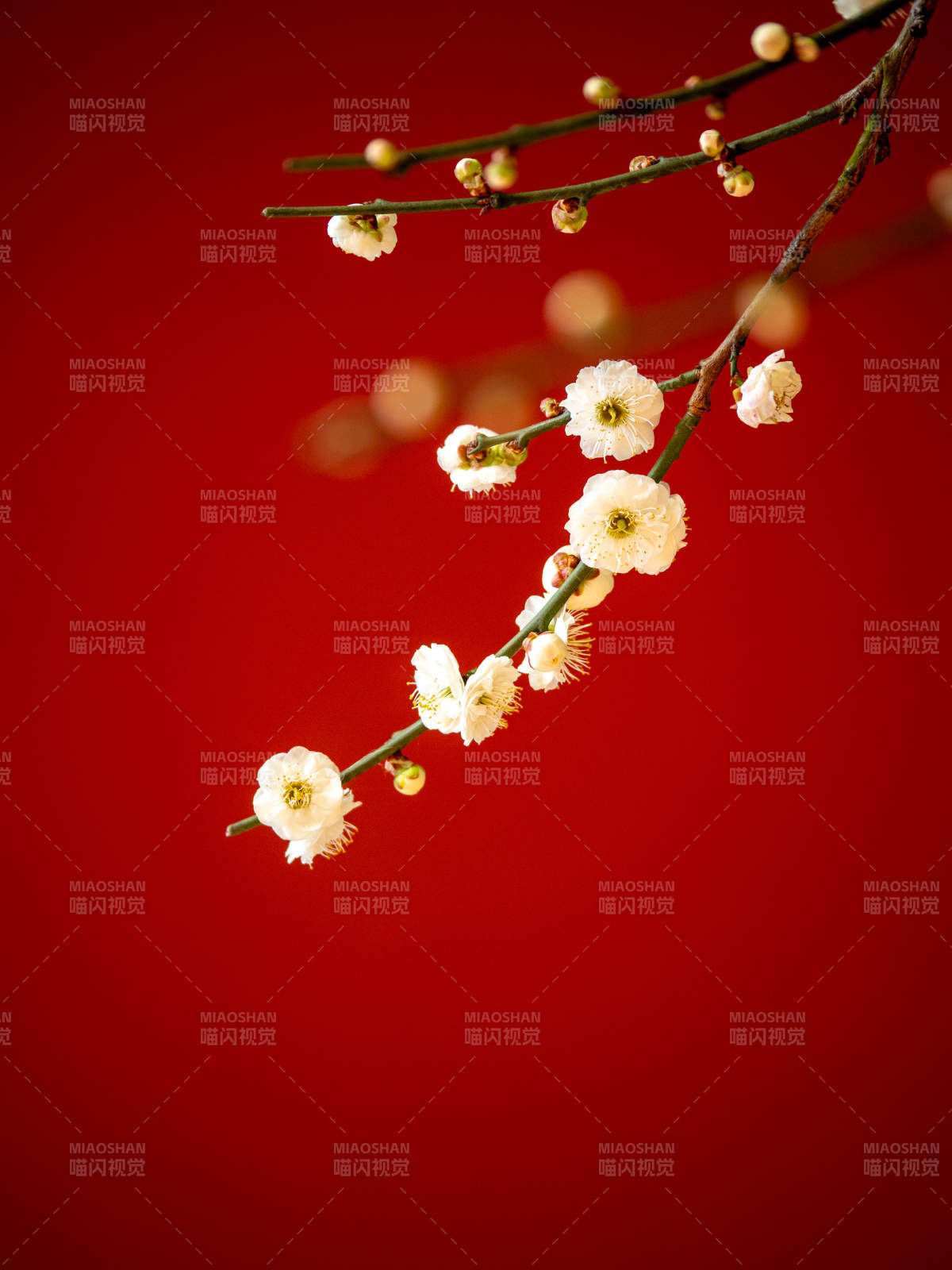 红底白梅绽放图片