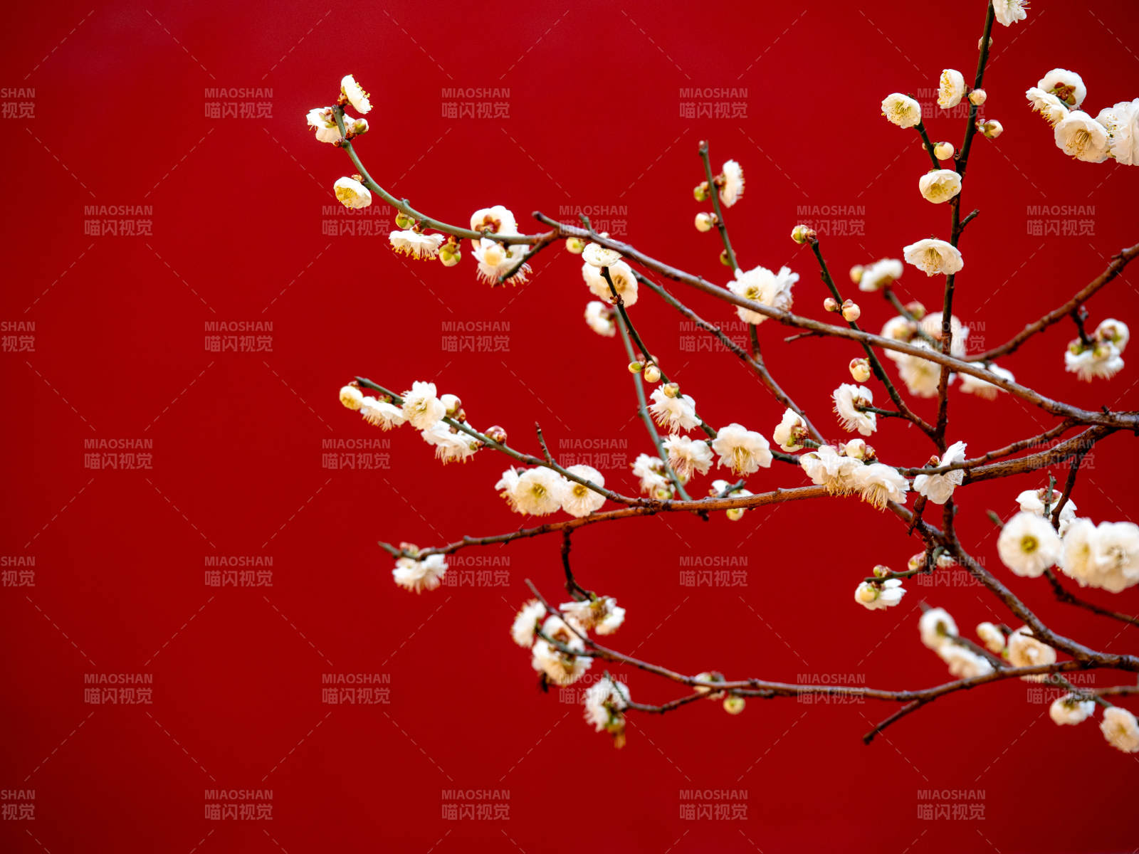 红底白梅绽放图片
