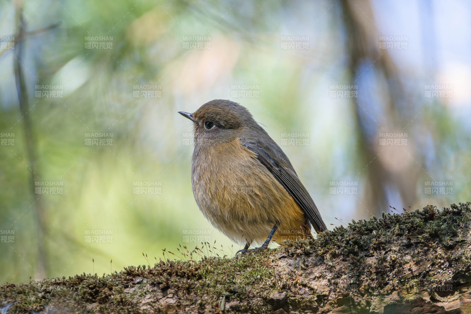 林间小鸟栖息枝头图片