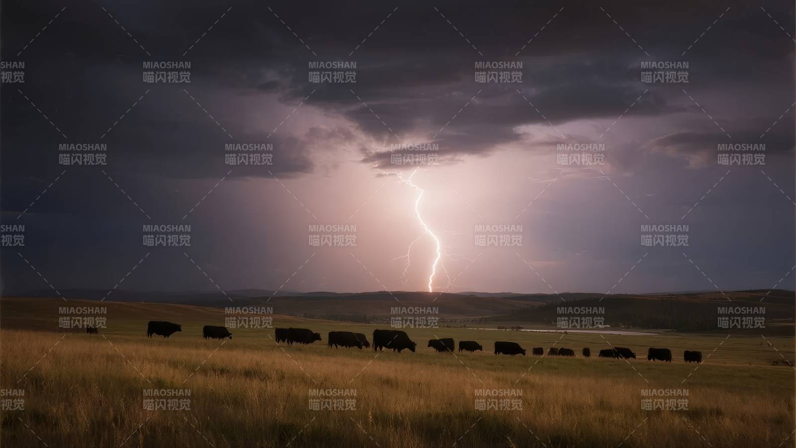 雷暴中的草原牛群图片