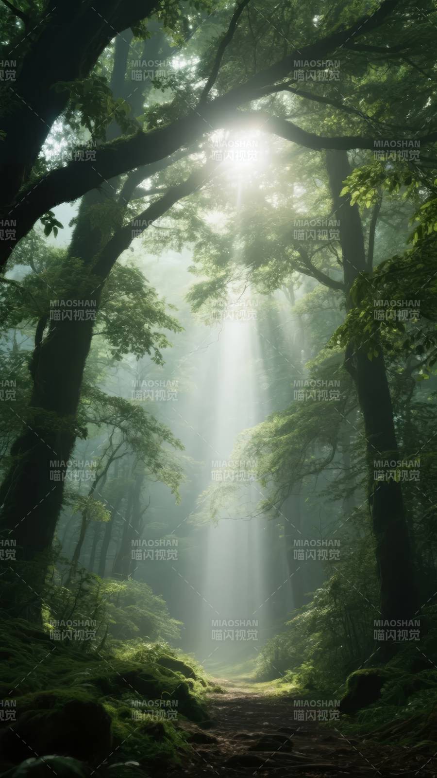 光之森林小径图片