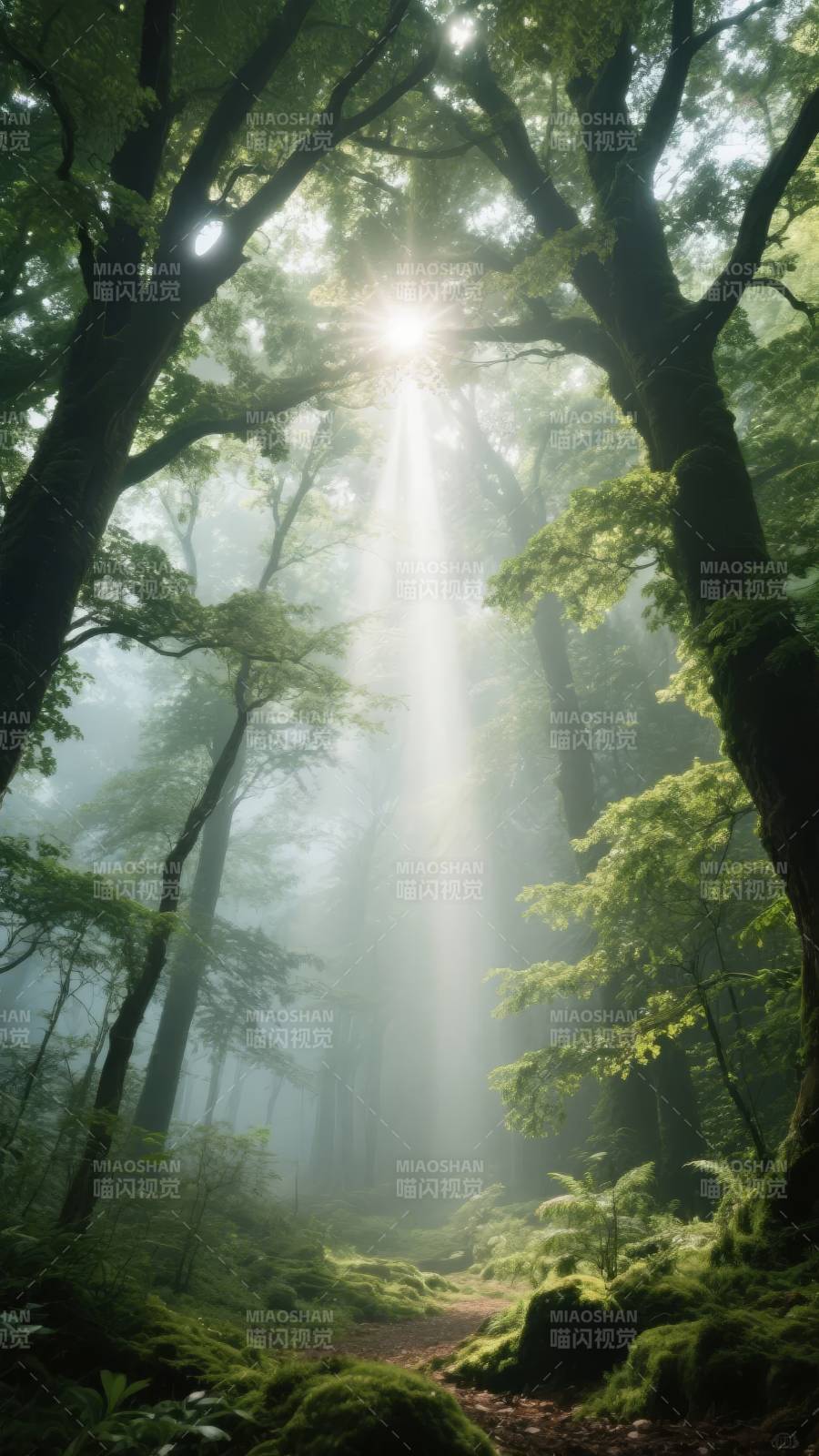 晨光穿透密林图片