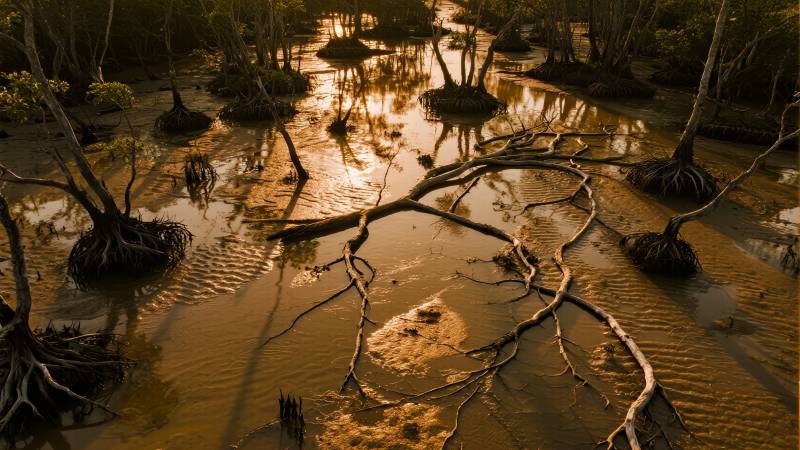 沼泽夕阳映树影图片