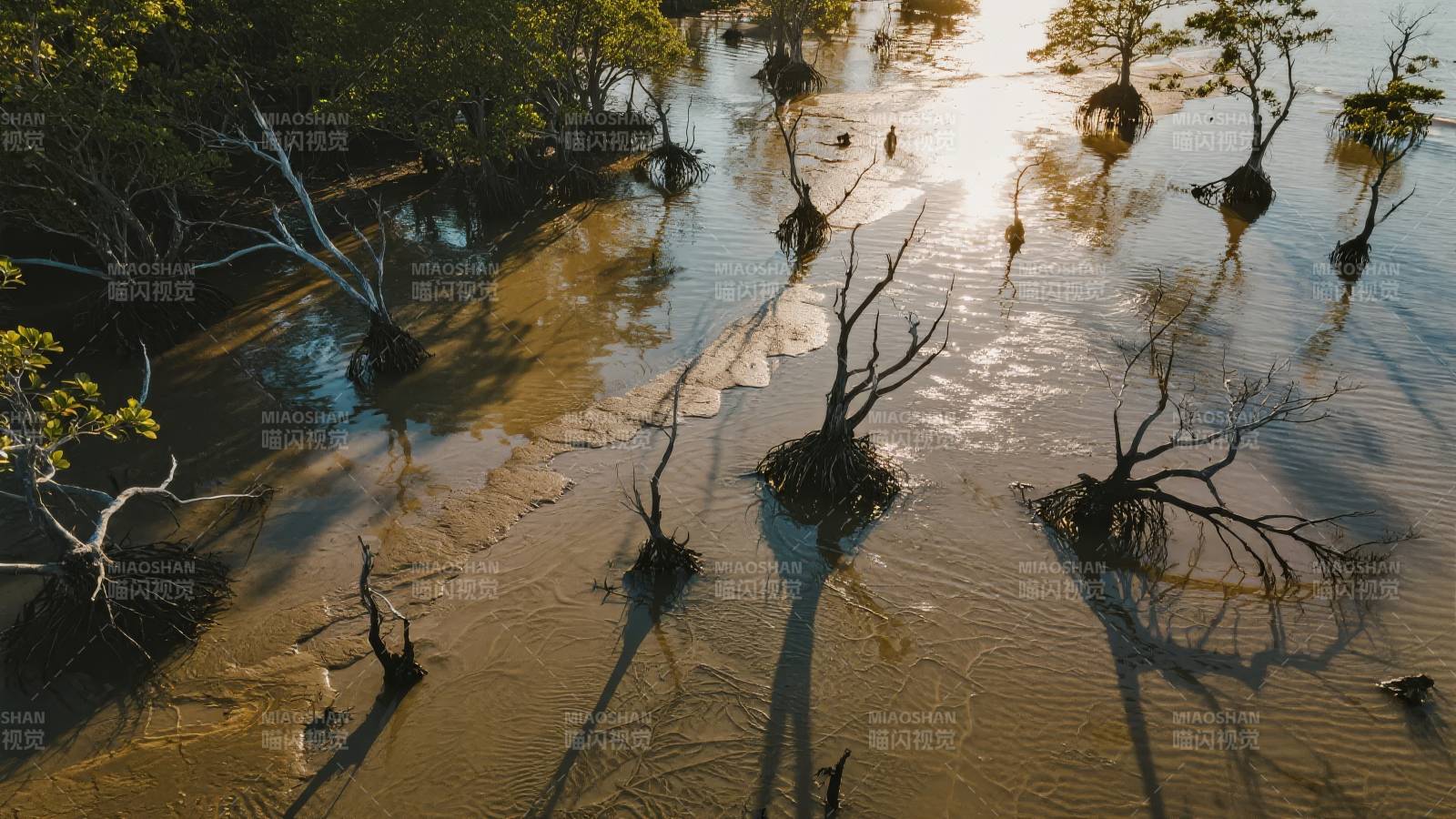 水影树影交错图片