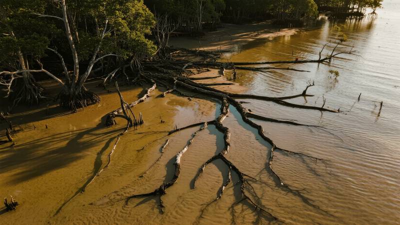 水边枯木倒影图片