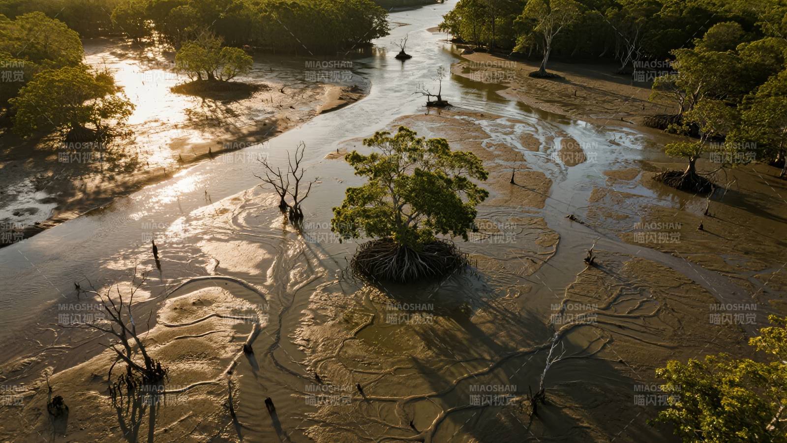 湿地树影晨光图片