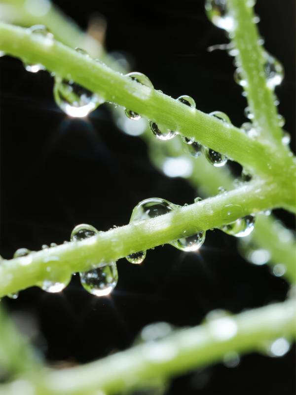 露珠缀绿枝图片