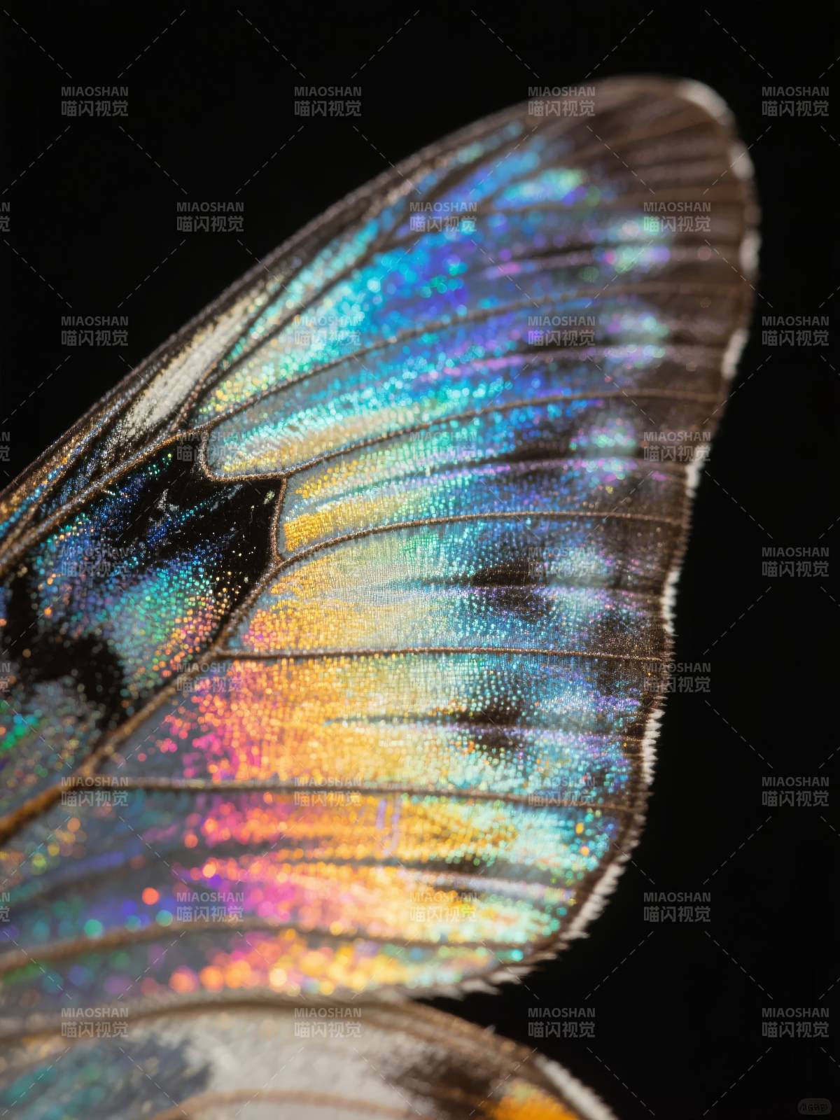 蝶翼虹彩图片