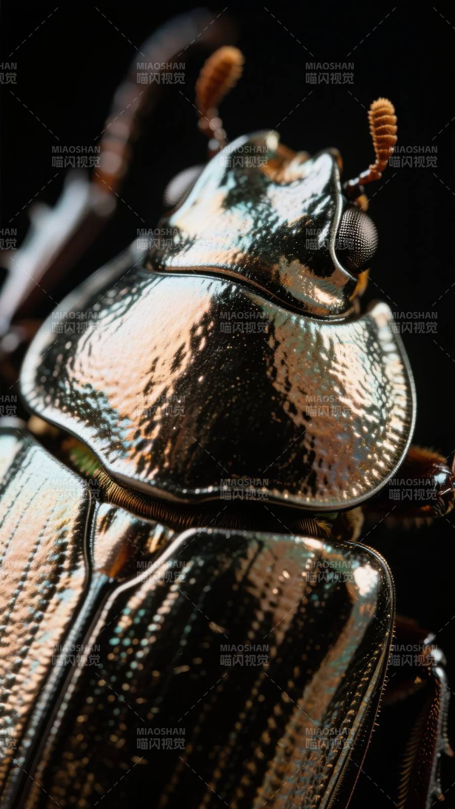 金属甲虫特写图片