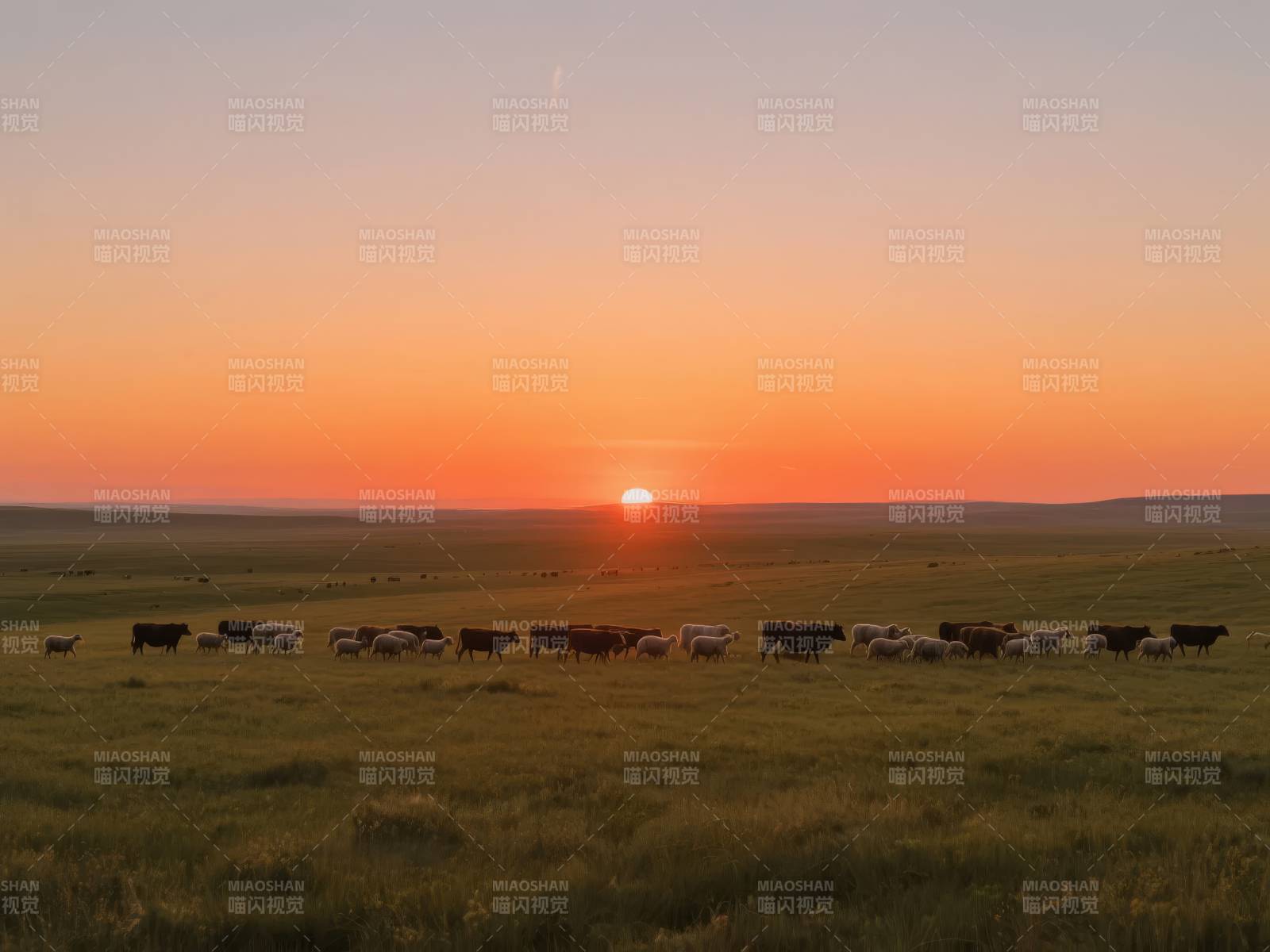 草原日落牛群图片