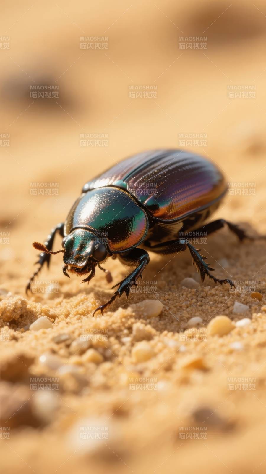 彩甲虫沙地行图片