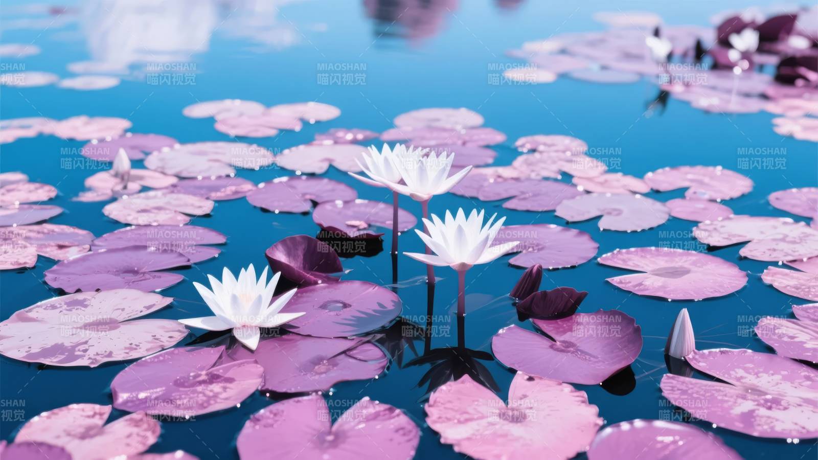 紫莲静水映天光图片