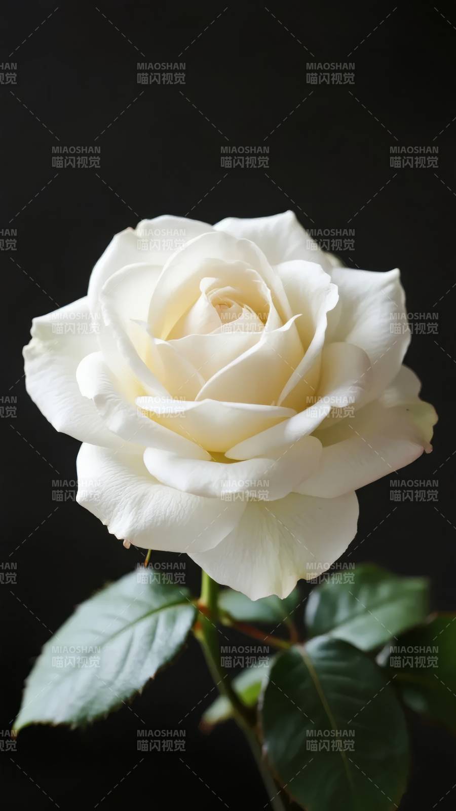 白玫瑰绽放图片