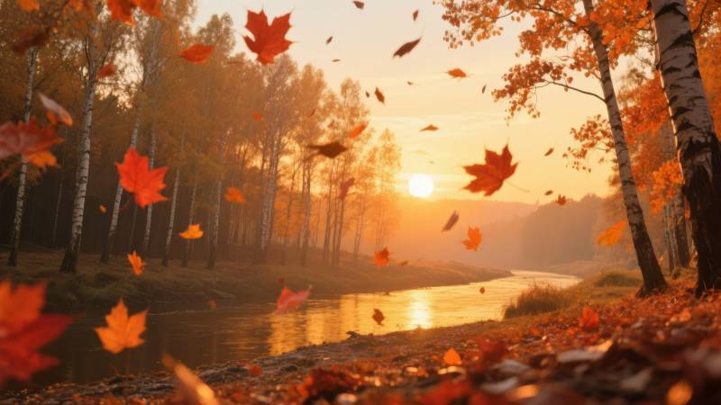 秋日晨曦林间溪图片