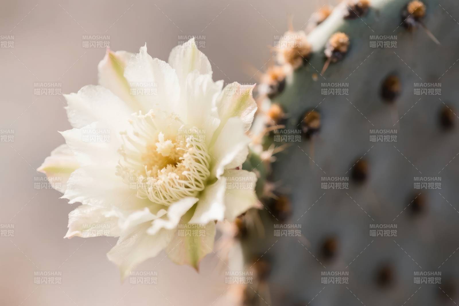 仙人掌白花绽放图片