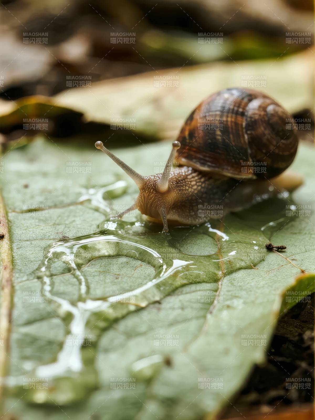 蜗牛爬行于叶上图片