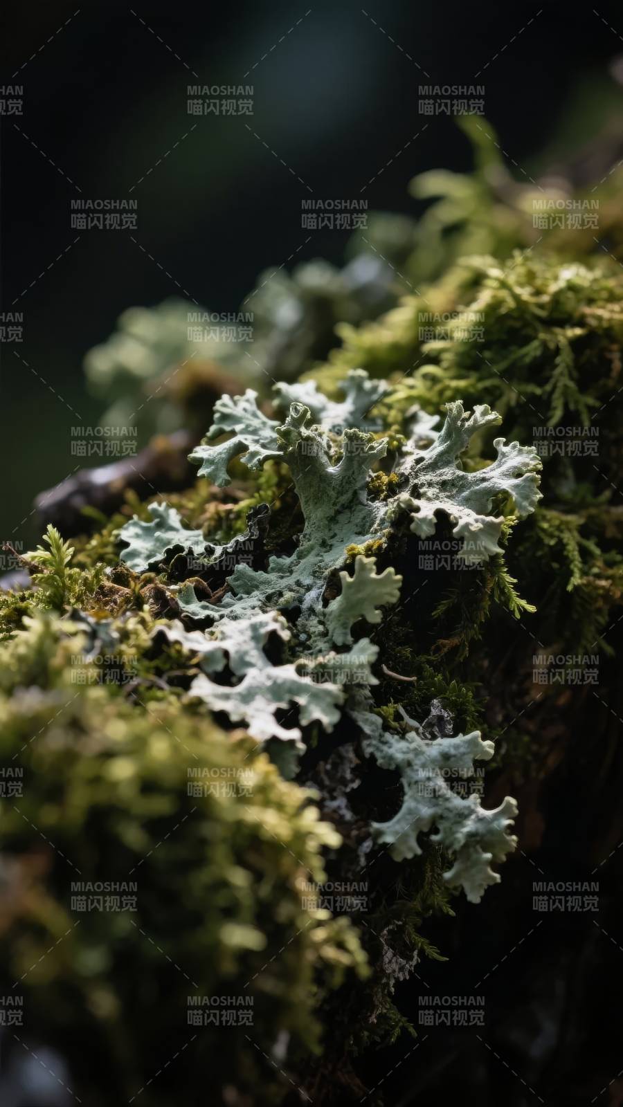 苔藓共生之景图片