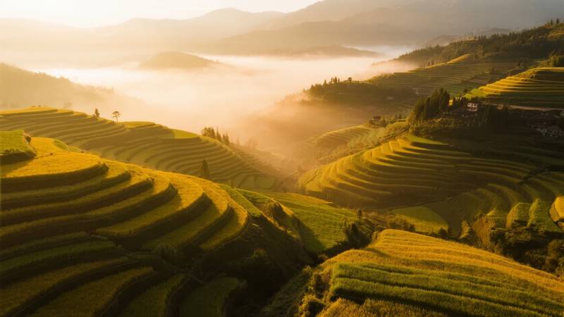 梯田晨雾图片