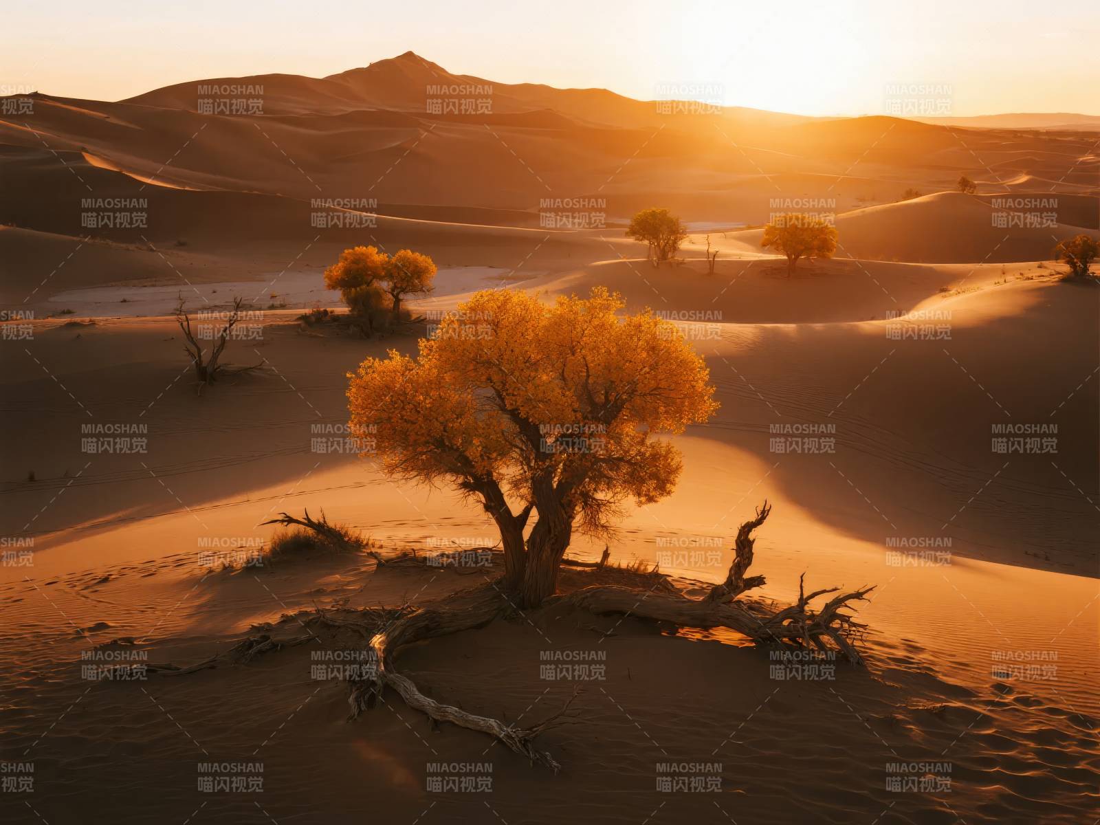 沙漠金秋日落图片