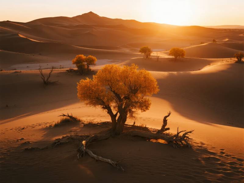 沙漠金秋日落图片