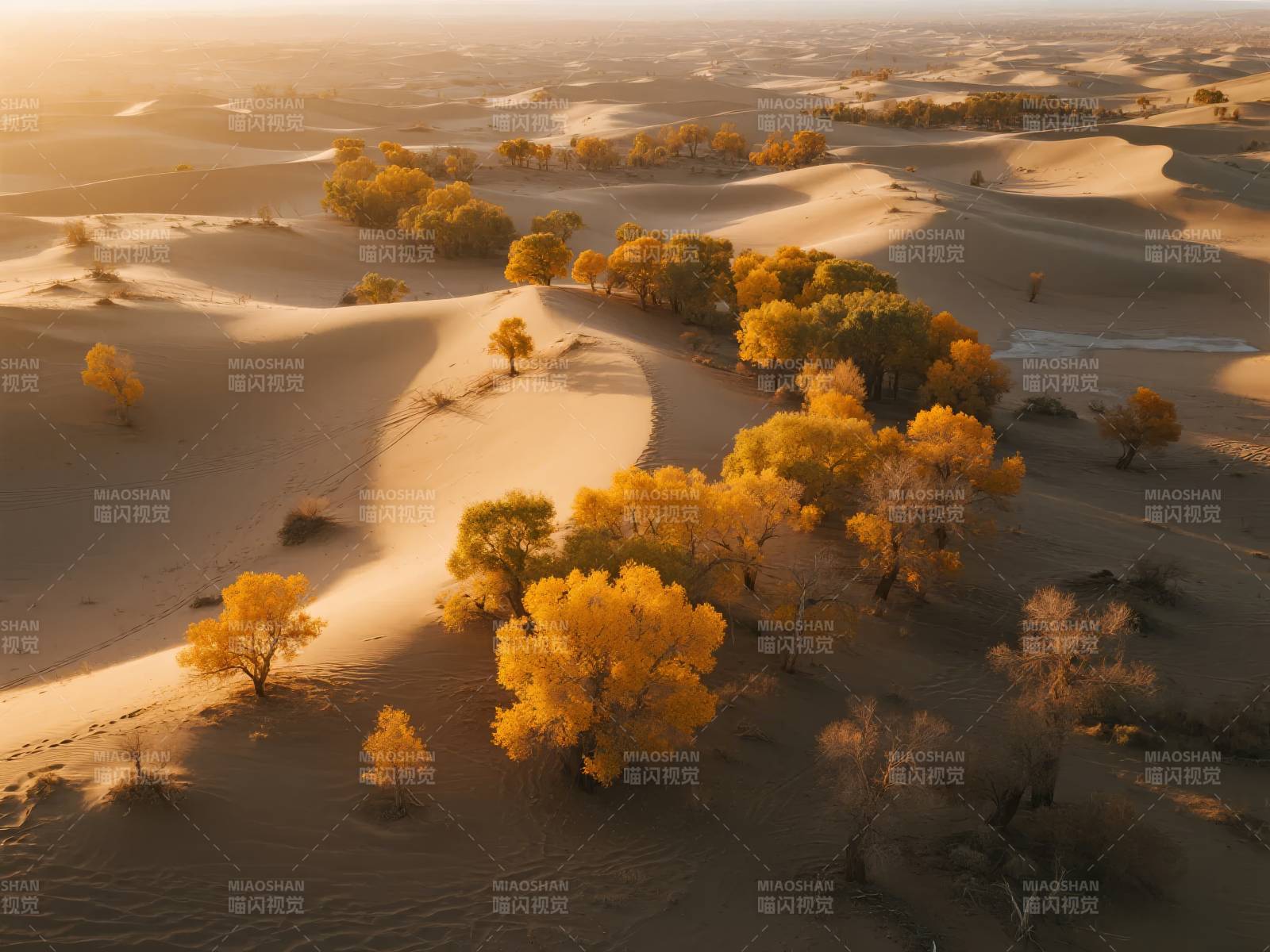 沙漠金秋美景图片