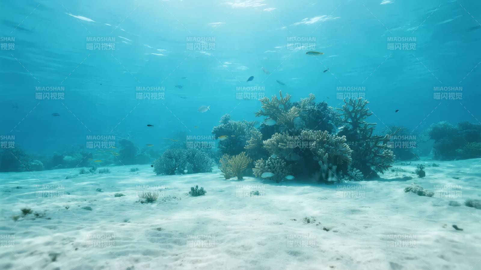 海底珊瑚礁美景图片