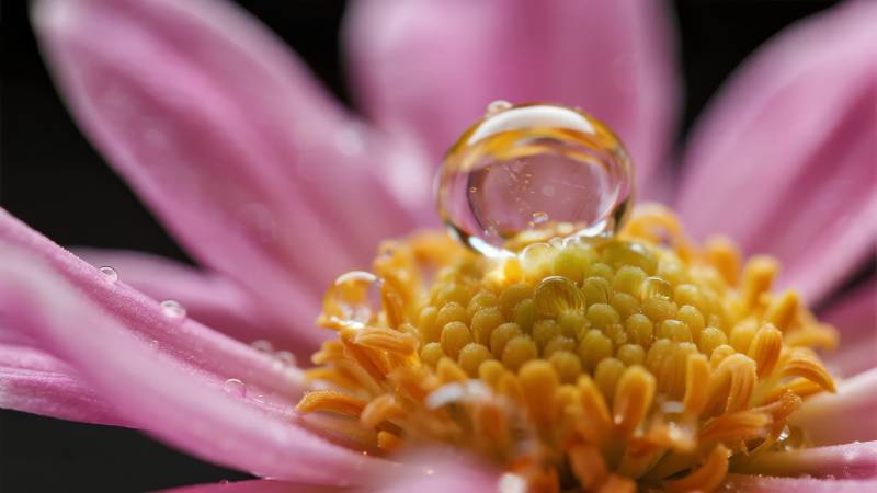 露珠映花心图片