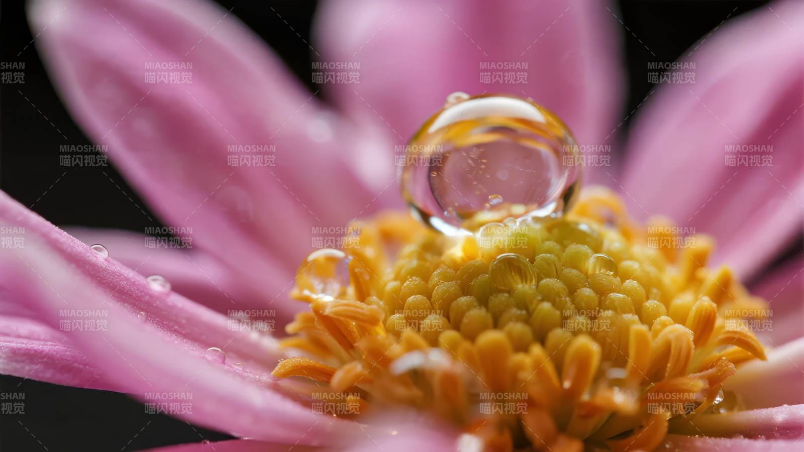 露珠映花心图片