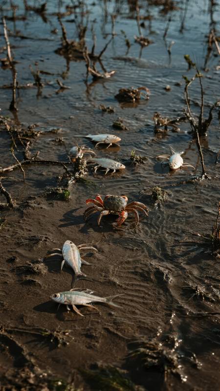 滩涂上的鱼与蟹图片