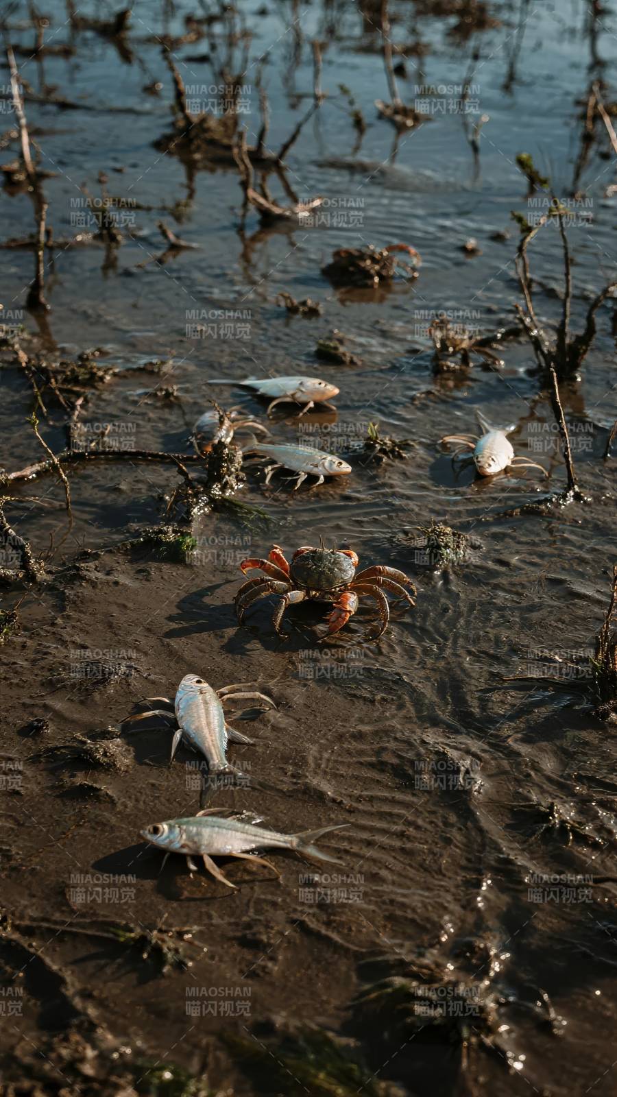 滩涂上的鱼与蟹图片