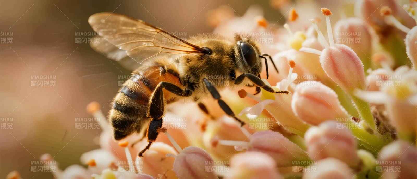 蜜蜂采蜜花丛中图片