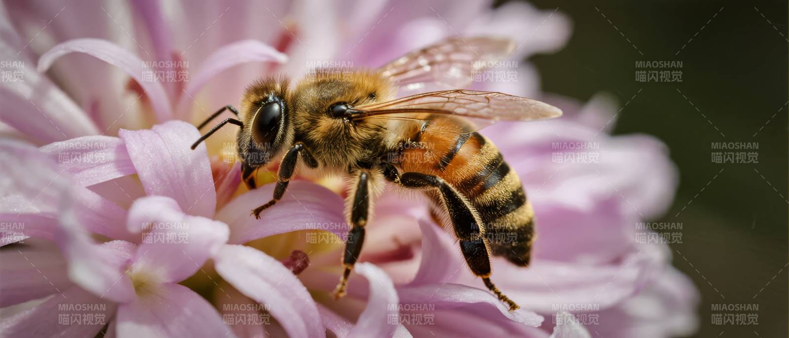 蜜蜂采蜜花丛中图片