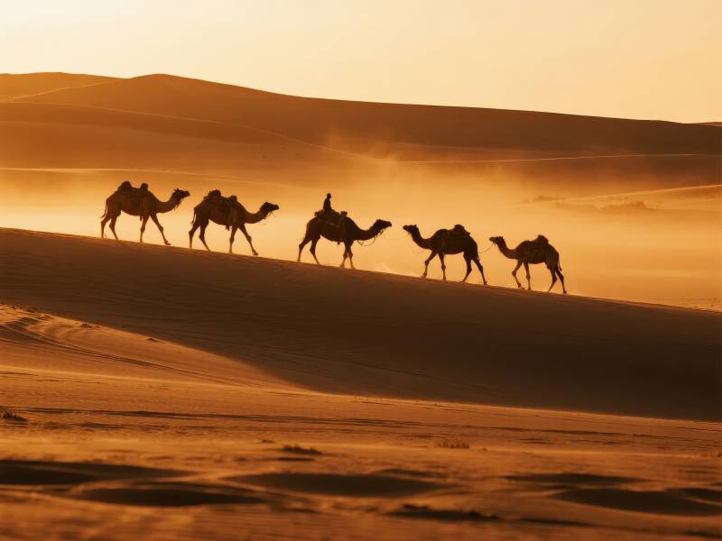 沙漠驼影图片