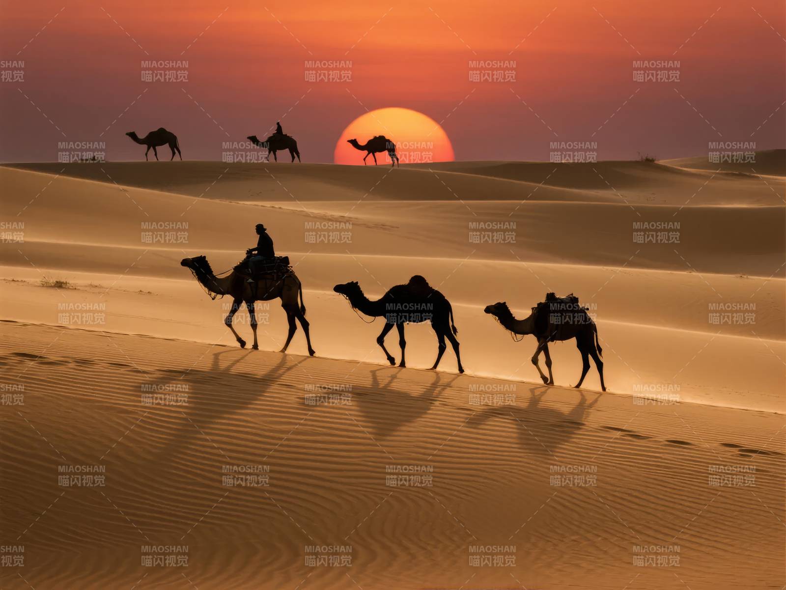 沙漠驼影夕阳图片