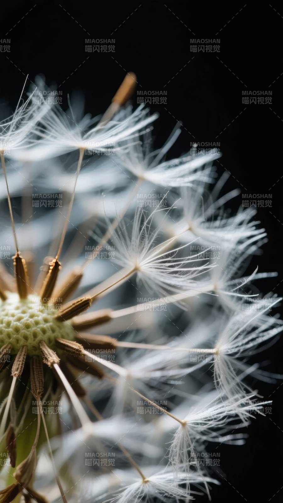 蒲公英的轻盈飞翔图片