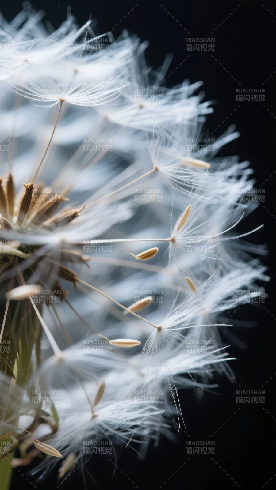 蒲公英的轻盈飘散图片