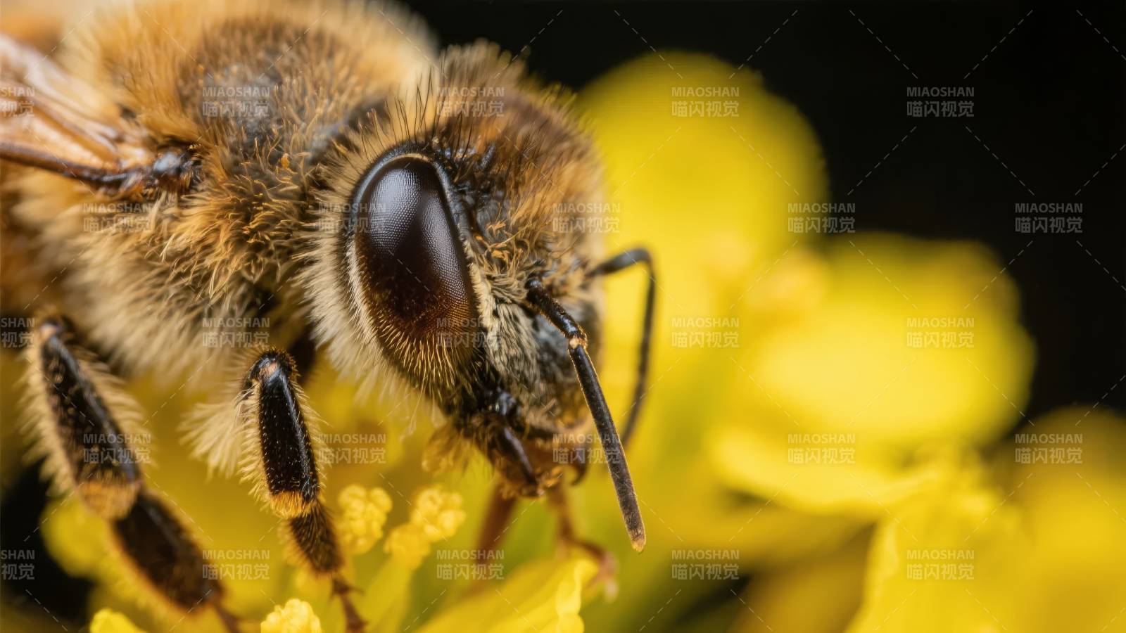 蜜蜂采蜜特写图片